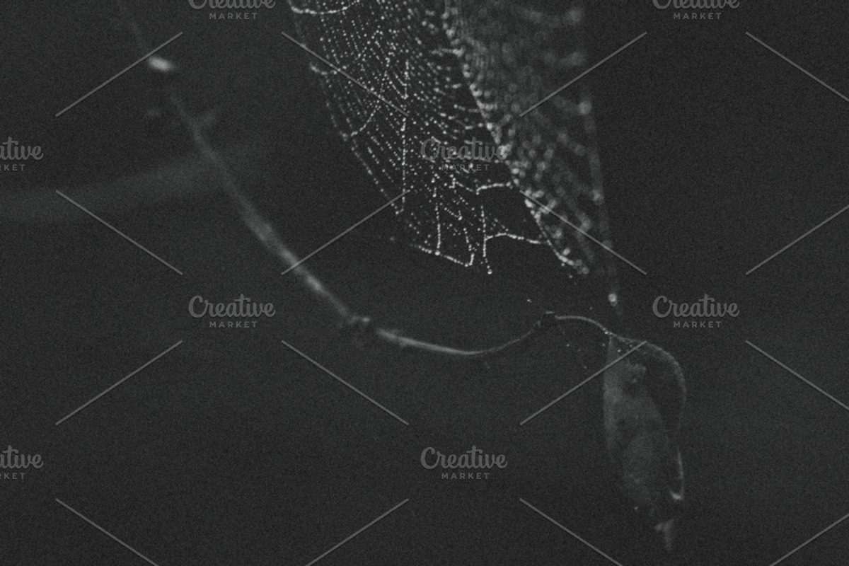 Mood collection, a Photo by Alekseyliss (Photo 10 of 21)