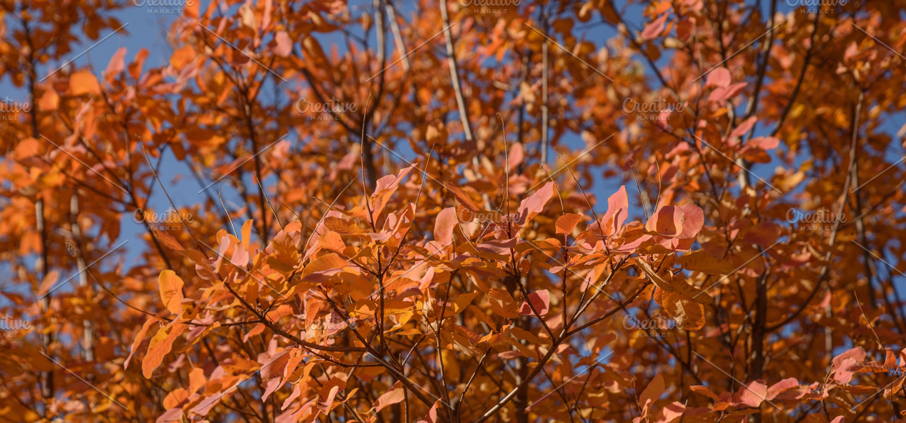 Bright orange smoke tree leaves against a blue sky, a Nature Photo by ndanko