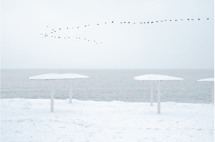 A flock of birds flies over the sea