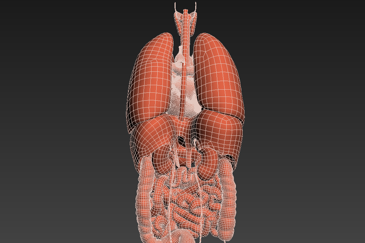 Human internal organs, a Characters & Person 3D Model by konstantin.ermolaev (Photo 44 of 46)