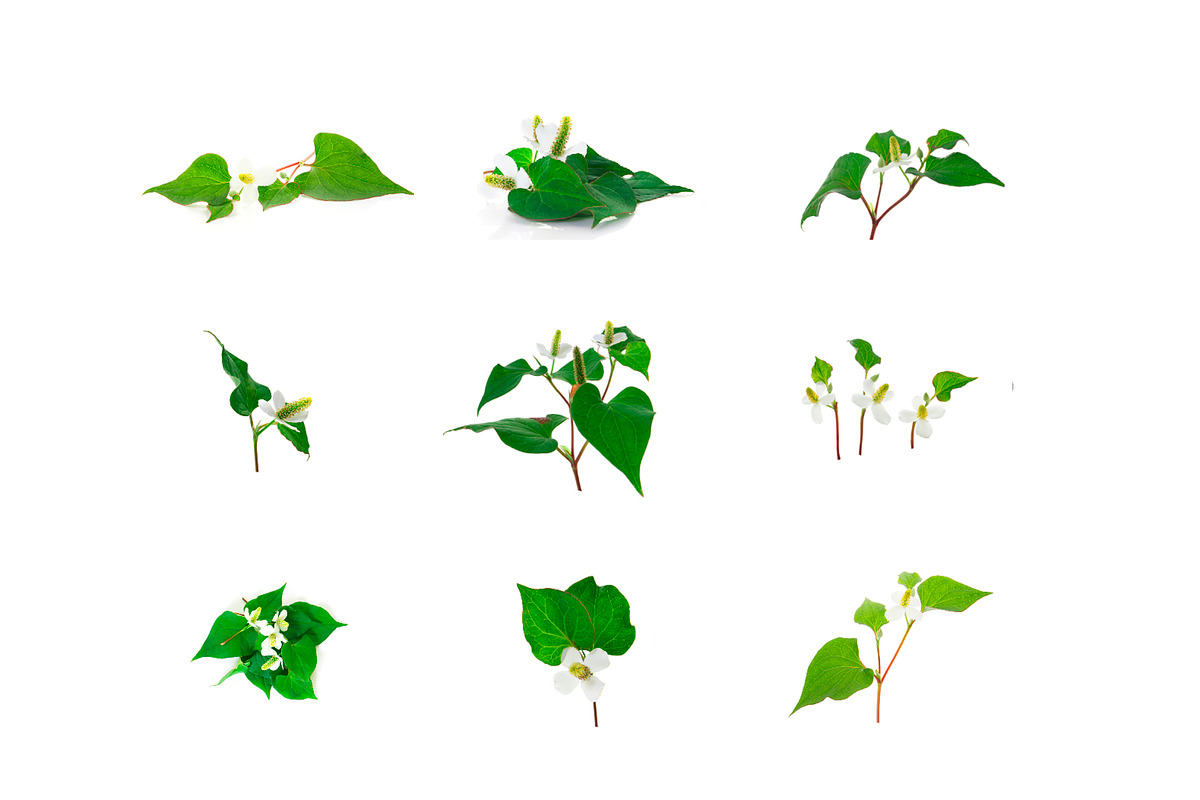 Houttuynia. PhotoSet, an Object Graphic by Pullia (Photo 2 of 5)
