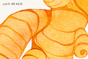 Ginger Watercolor Elements, a Decorative Illustration by Olga Begak Art & Design (Thumbnail 3 of 3)
