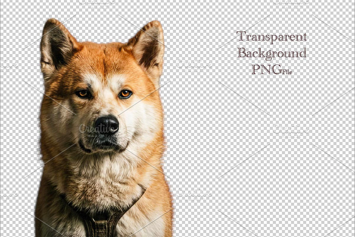 Akita Inu dog portrait png, an Animal Photo by VetalStock (Photo 1 of 2)