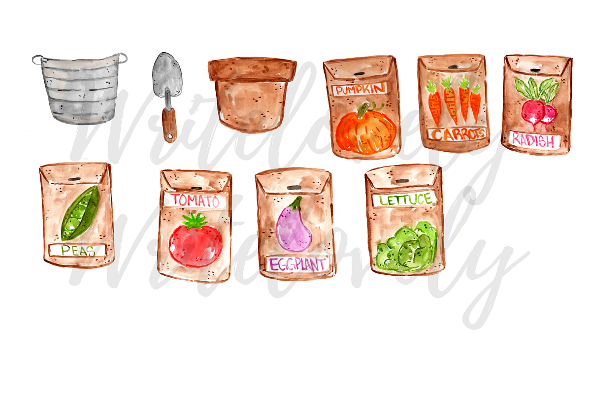 Watercolor vegetable seed clipart, an Illustration by Writelovely (Photo 2 of 2)