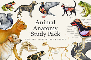 Animal Anatomy Study Pack, an Education Illustration by AnitaPol