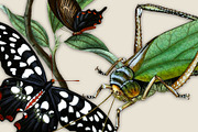 Vintage Entomology Clipart Sampler 1, an Illustration by ephemoire (Thumbnail 2 of 3)