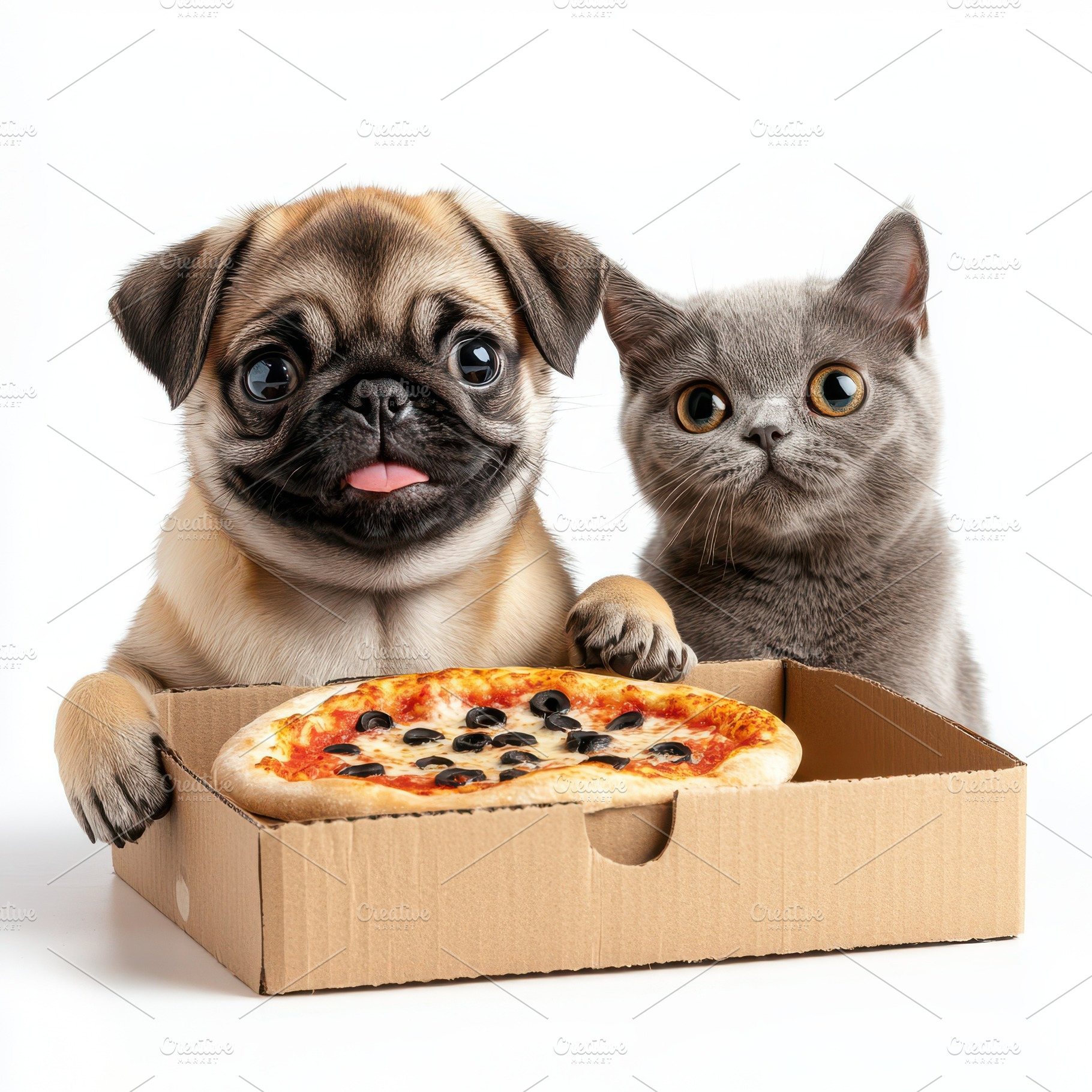 Funny pug puppy and cat happy face w, an Animal Photo by Pixeness Studio