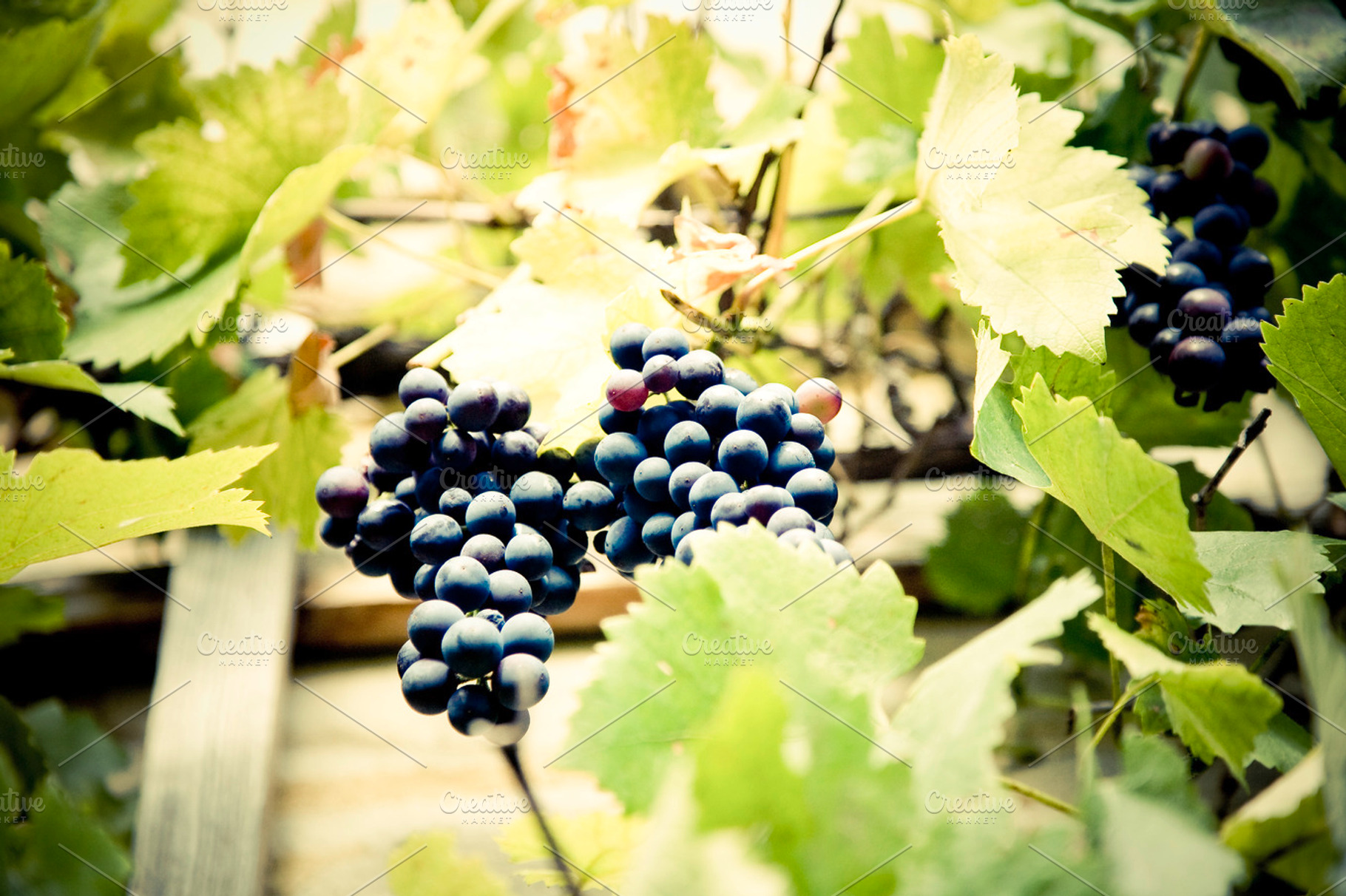 Grapes Stock Photograph