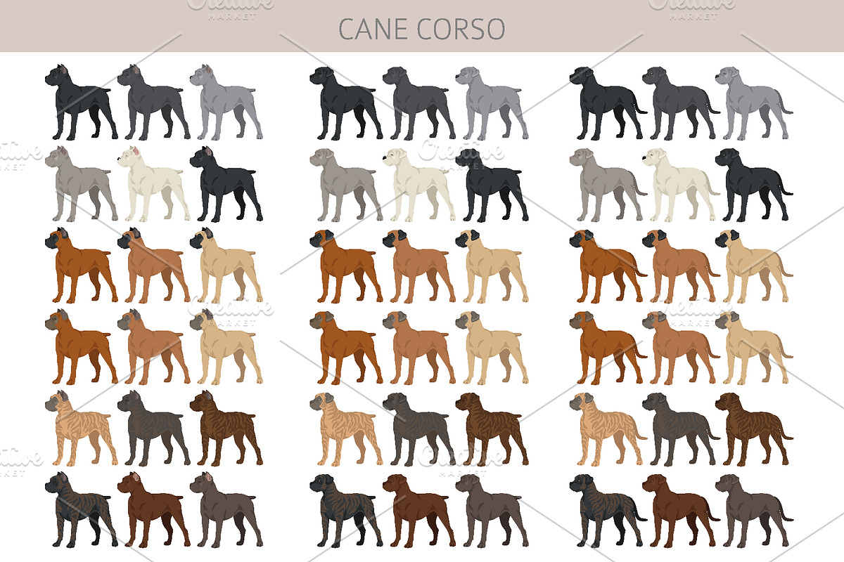 Cane Corso dog clip art, an Animal Illustration by pet design shop (Photo 3 of 9)