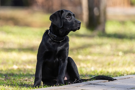 Labrador retriever puppy in grass., an Animal Photo by AlexBush
