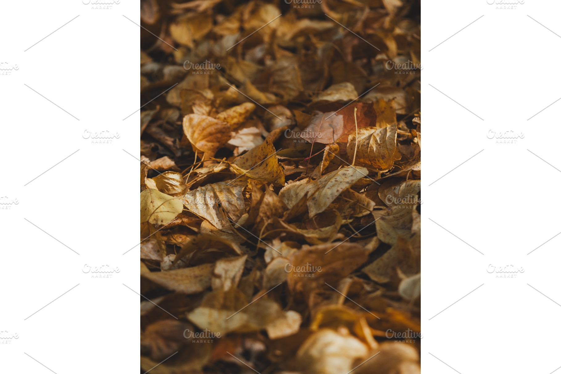 Vertical dark background with fallen, a Nature Photo by Fascinadora