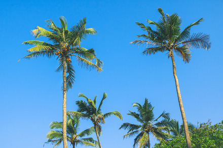 Coconut palm tree featuring tropical, summer, and palm, a Nature Photo by explorich