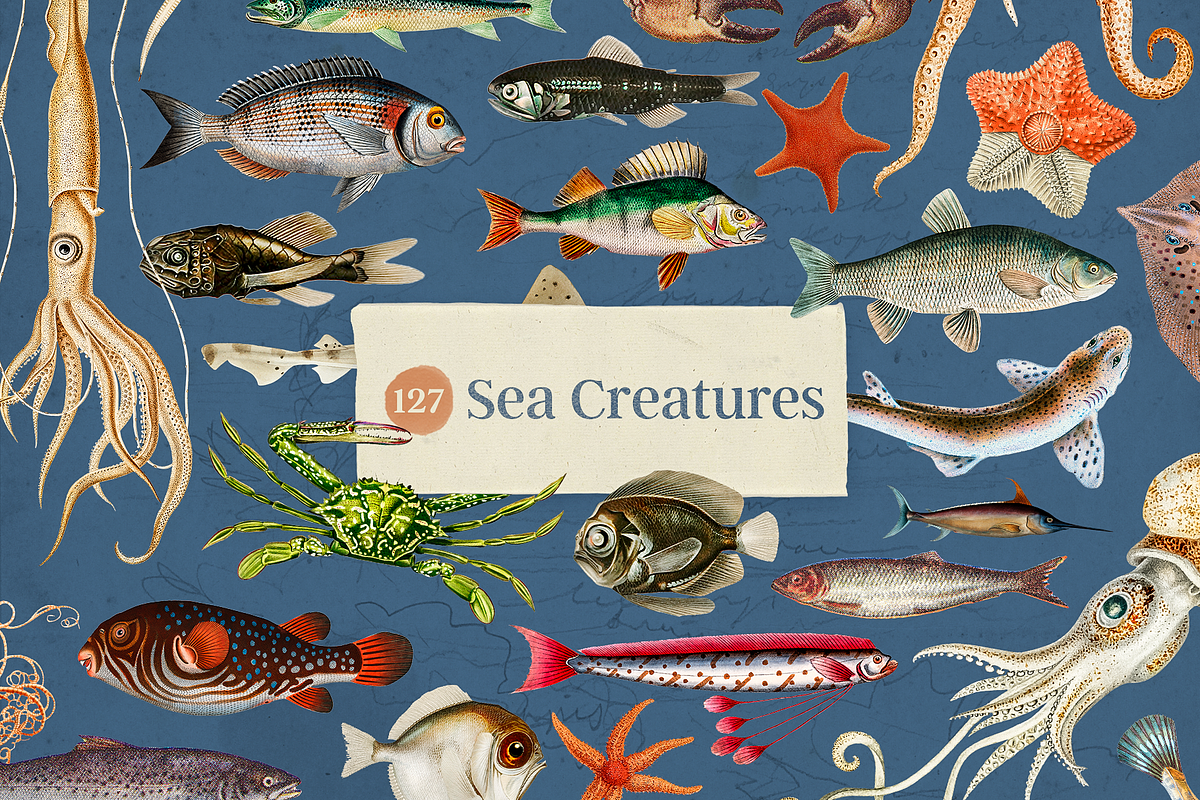 Oceanic Archive Sea Elements Bundle, an Object Graphic by The Ephemera Mercadito (Photo 3 of 6)