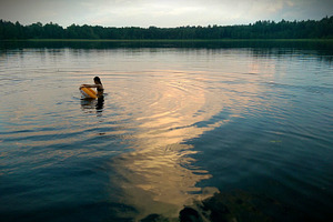 Lonely girl swimming on the lake, a Nature Photo by BOOCYS