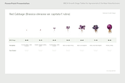 BBCH Growth Stages, Cabbages & Green, a Presentation Template by Ilia Design (Thumbnail 4 of 10)