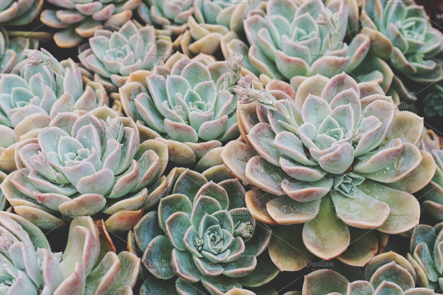Rock rose rosette succulent photo, a Nature Photo by René Jordaan Photography