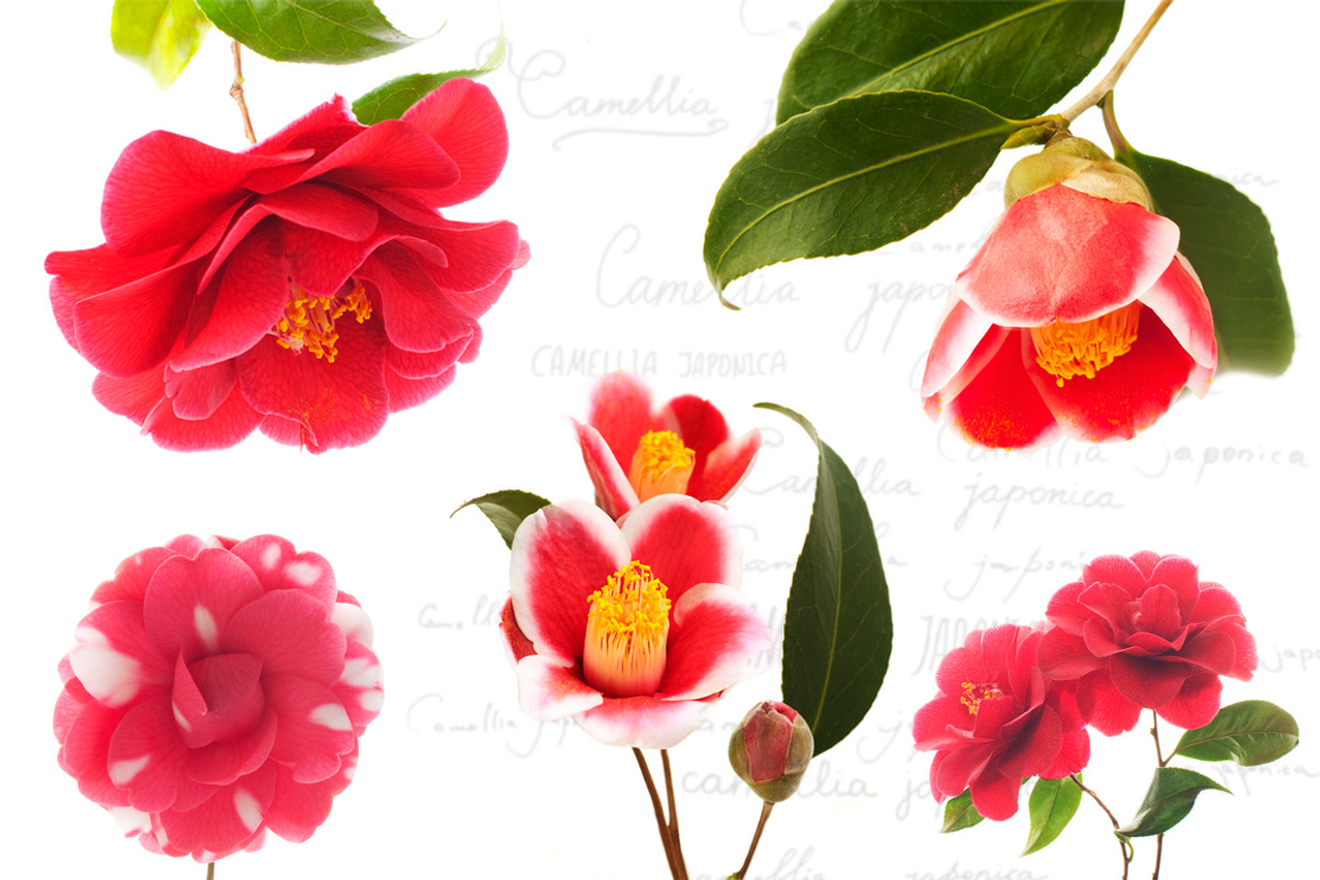Camellia. Photography set, an Object Graphic by Pullia (Photo 3 of 10)