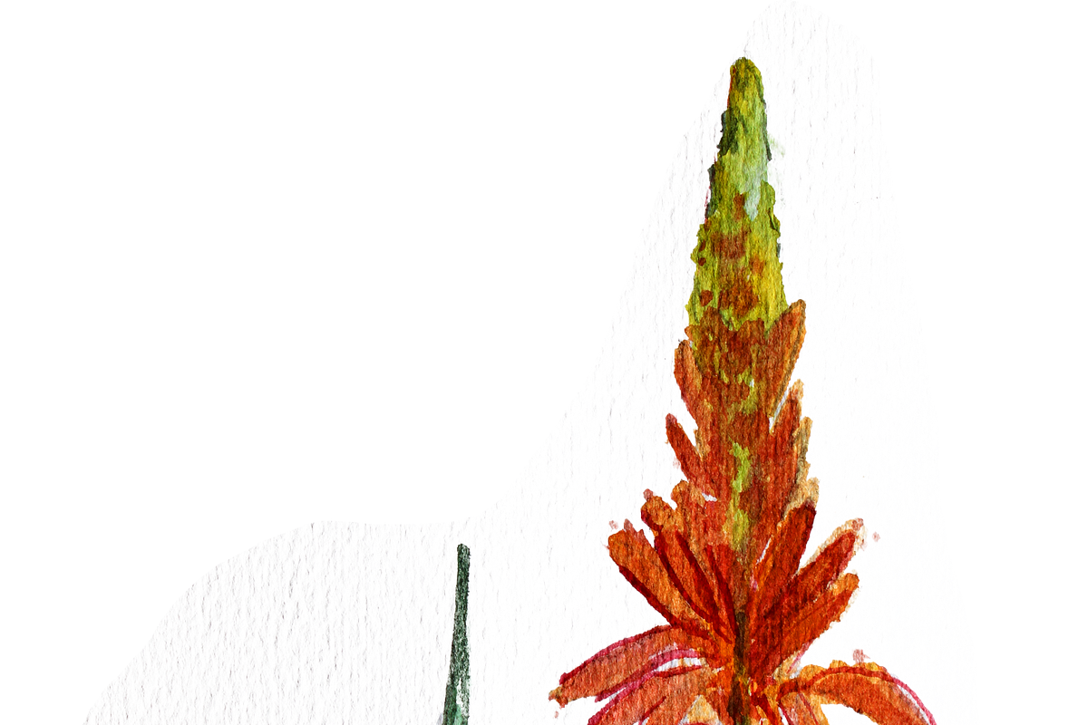 Aloe Vera Watercolor, a Decorative Illustration by Karliefie (Photo 3 of 3)