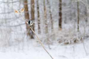 Winter stock photo  chickadee stock picture
