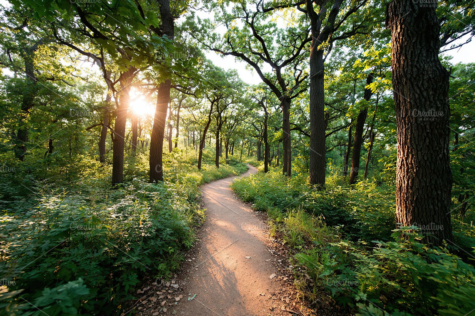 Winding path through a sunlit forest, a Nature Photo by AlyaAnd
