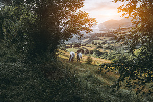 Horses grazing on scenic hillside, an Animal Photo by SkyNext