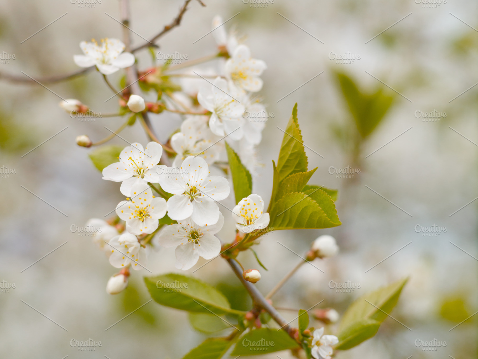 Blooming white cherry in spring day containing blossom, flower, and white, a Nature Photo by oleghz