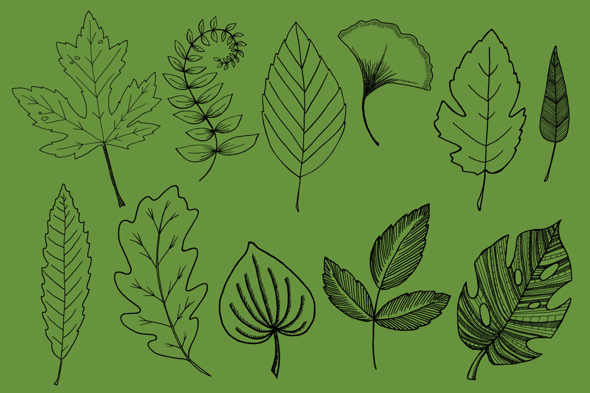 Botanical Leaves Hand-Drawn Vectors, an Object Graphic by MyNatureGraphics (Photo 2 of 2)