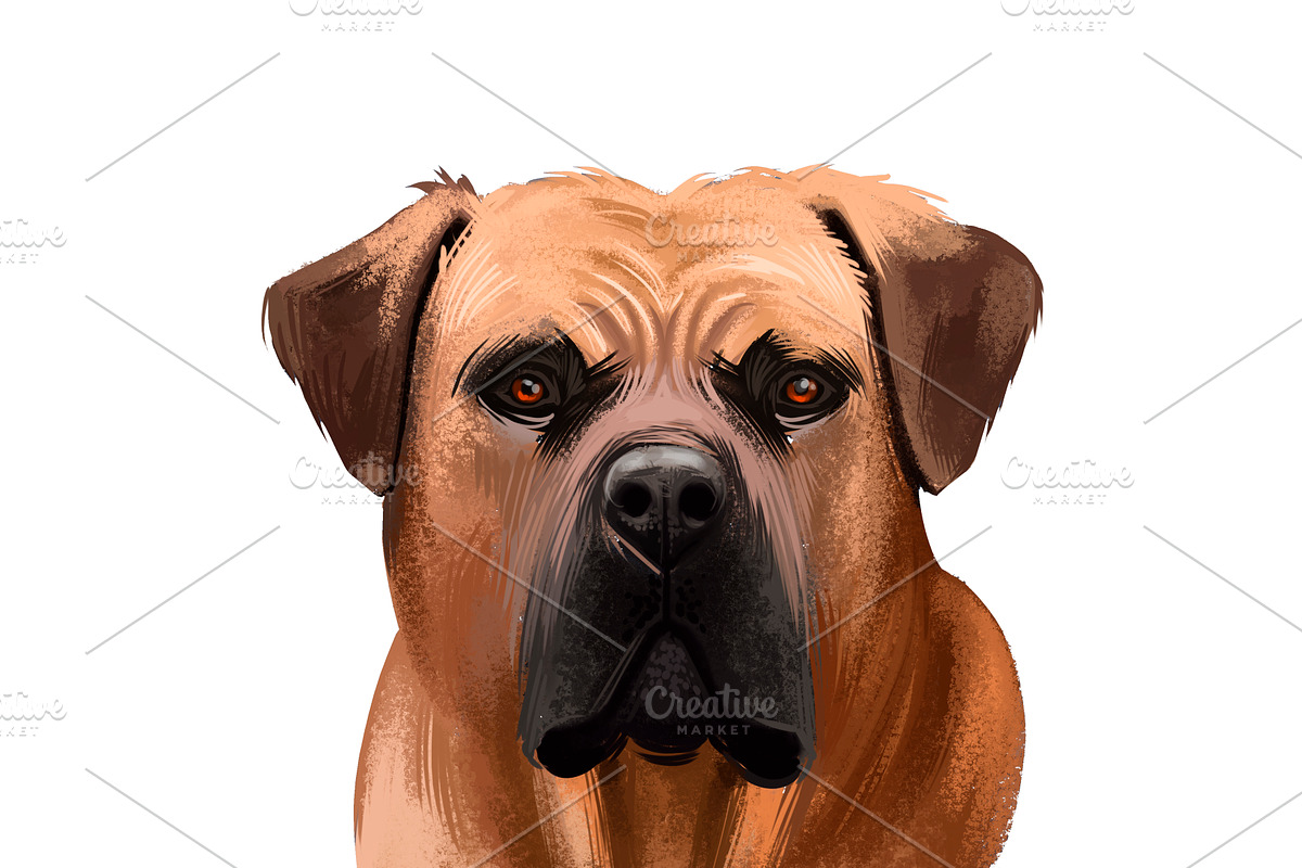 Mastiffs and Pugs 34 PSD Dogs Set, an Animal Illustration by Dneprstock (Photo 12 of 15)
