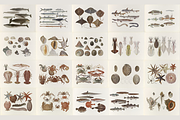 Kumataro Ito Japanese Aquatic Art, an Animal Illustration by Digital Museum (Thumbnail 9 of 13)