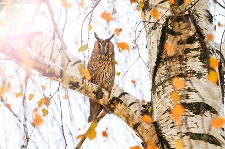 Owl sitting on a branch in cloudy stock photo containing owl and asio, an Animal Photo by Pakosta