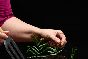 A woman's hand with a garden tool caring for young plant shoots, a Nature Photo by ndanko