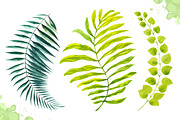 Watercolor tropical leaves set#2., a Decorative Illustration by AlexGreenArt (Thumbnail 7 of 7)