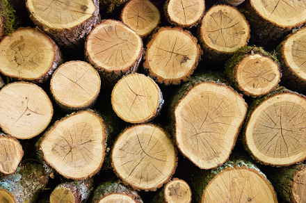 Wooden logs stock photo containing log and cut, a Nature Photo by Vapi