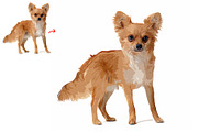 Pet Abstract Paint Photoshop Action, an Action Add-On by MRI STUDIO (Thumbnail 7 of 9)