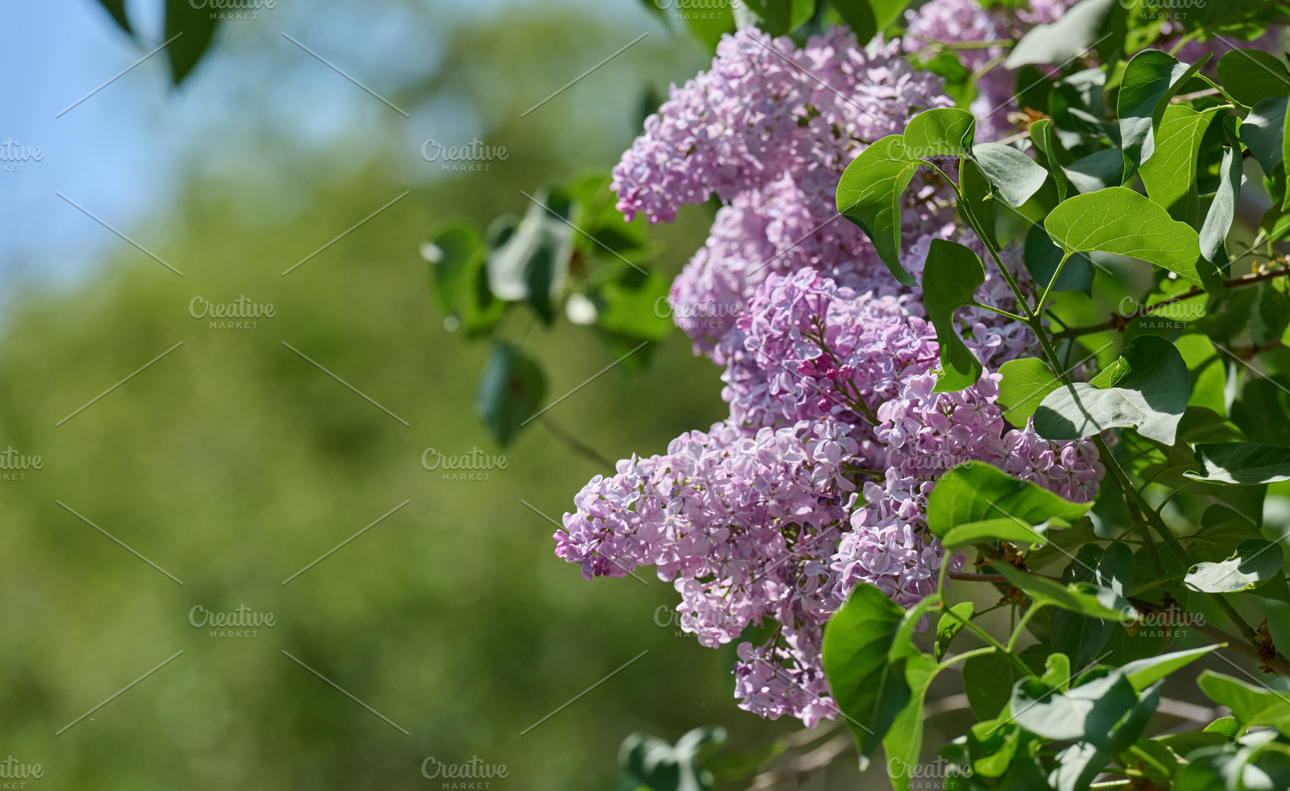 Blooming lilac flowers on a sunny spring day, with vibrant purpl, a Nature Photo by ndanko
