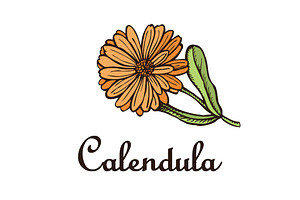 Calendula Flower Motifs