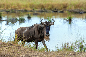 Wildebeest standing by water, an Animal Photo by Byrdyak