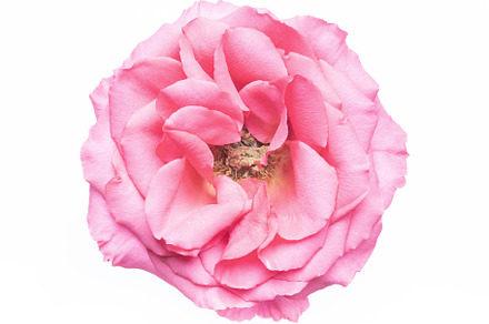 Pink rose flower, a Nature Photo by SunnyDay