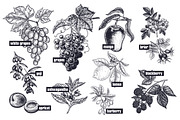 Fruits and berries. Big set., an Object Graphic by MarinaVorontsova (Thumbnail 5 of 8)