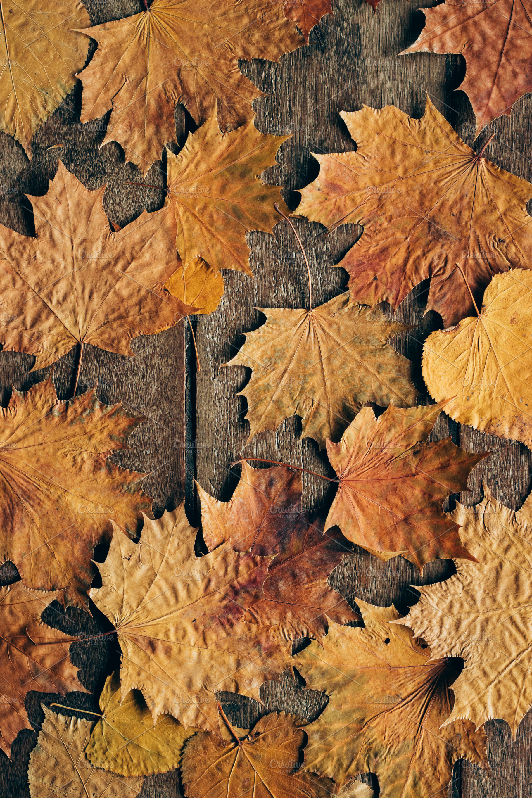 Autumn leaves background containing autumn, fall, and wooden, a Holiday Photo by Abstract Vanilla