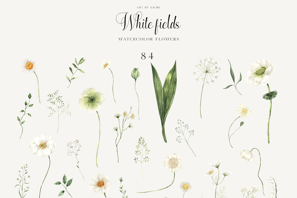 White Fields wildflowers flora, an Education Illustration by LiChu Art (Photo 12 of 12)