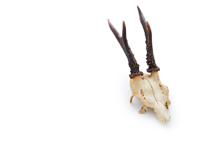 Vintage old deer skull on white background isolated with text sp, a Food & Drink Photo by Asya Nurullina