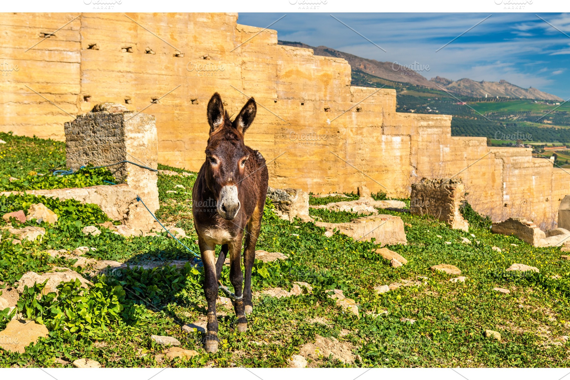 Donkey at the city walls of fes morocco stock photo containing fes and morocco, an Animal Photo by Leonid Andronov