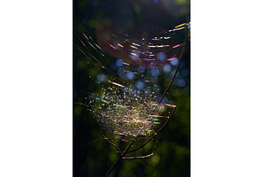 Beautiful spider cobweb in the, a Nature Photo by Oleksandr Berezko