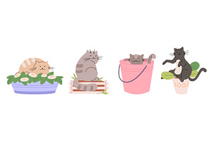 Cute Cats In Plant Pots And Bucket