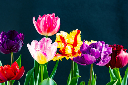 Colorful tulips bouquet