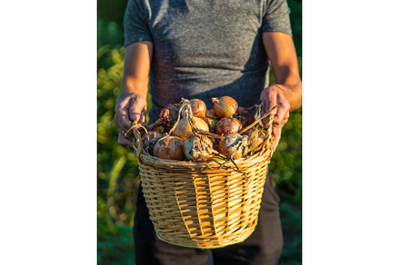 Onion harvest in the garden in the, a Food & Drink Photo by yanadjana