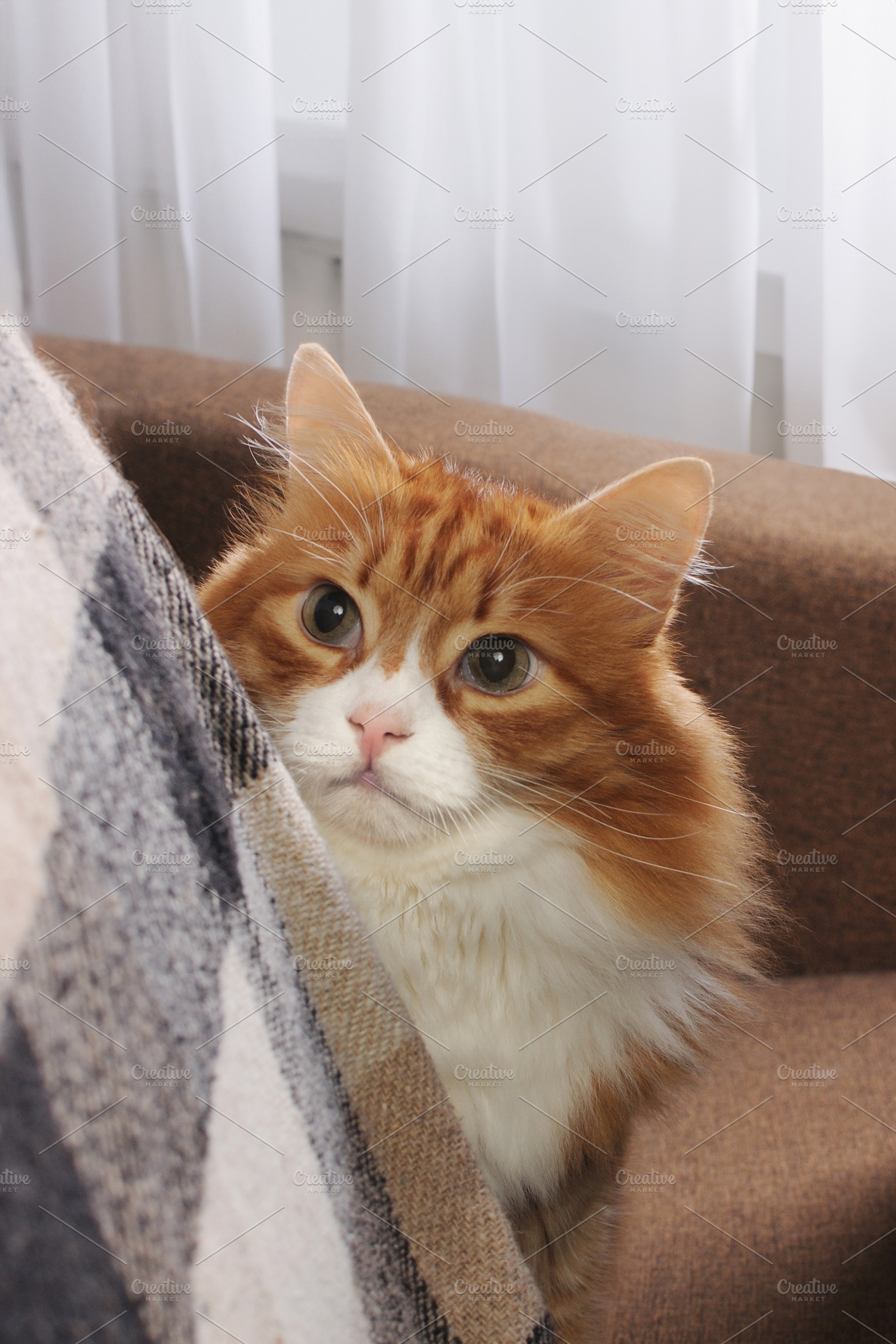 Red cat sitting on the sofa, an Animal Photo by Apolonia