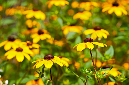 Gazania Containing Background Beautiful And Beauty preview 6