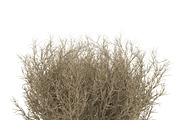 Tumbleweed, an Environmental 3D Model by AndrewWhite (Thumbnail 7 of 9)